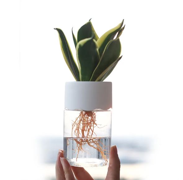 Transparent Small Hydroponic Plant Pot