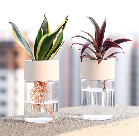 Transparent Small Hydroponic Plant Pot